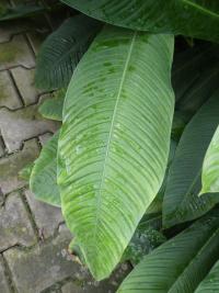 Filodendron - list (Philodendron campii)
