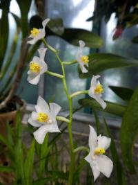 Cuitlauzina (Cuitlauzina pulchella)