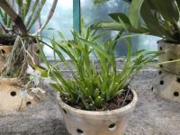 Cuitlauzina (Cuitlauzina pulchella)