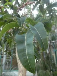 Blahovičník rudokvětý - list (Eucalyptus ficifolia)