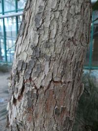 Blahovičník rudokvětý - borka (Eucalyptus ficifolia)