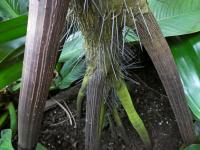 Verschaffeltia (Verschaffeltia splendida)