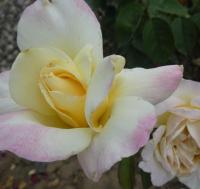 Růže 'Garden Party' - Velkokvěté růže (Rosa)