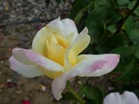 Růže 'Garden Party' - Velkokvěté růže (Rosa)