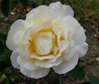 Růže 'Garden Party' - Velkokvěté růže