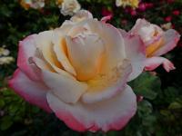 Růže 'Laetitia Casta' - Velkokvěté růže (Rosa)