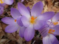 Šafrán etruský 'Zwanenburg' (Crocus etruscusus)