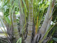 Chrysalidokarpus nažloutlý (Dypsis lutescens)