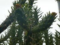 Opuncie větevnatá (Austrocylindropuntia subulata)