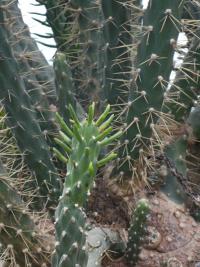 Opuncie větevnatá (Austrocylindropuntia subulata)