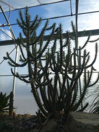 Opuncie větevnatá (Austrocylindropuntia subulata)
