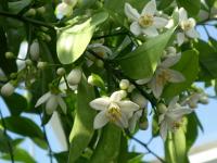Pomerančovník divoký 'Orlando' - květy (Citrus aurantium)