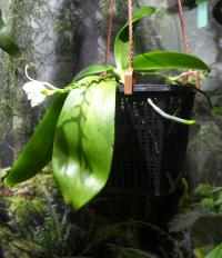 Falenopsis 'Spot' (Phalaenopsis speciosa)
