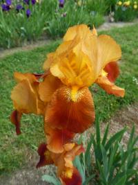 Kosatec 'Orange Glow' - Vysoké bradaté kosatce (Iris)