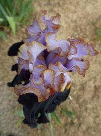 Kosatec 'Royal Sunset' - Vysoké bradaté kosatce (Iris)