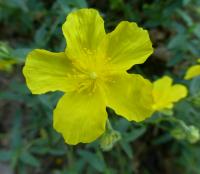 Devaterník 'Sterntaler' - květ (Helianthemum)