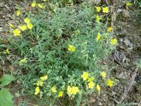 Devaterník 'Sterntaler' (Helianthemum)