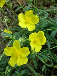 Devaterník 'Sterntaler' - květy (Helianthemum)