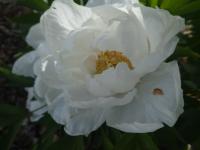 Pivoňka keřovitá 'Yu Ban Bai' (Paeonia suffruticosa)