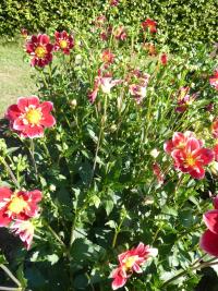 Jiřinka 'Drugys' - Náhrdelníkové jiřinky (Dahlia)