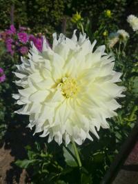 Jiřinka 'Saulélydis' - Dekorační jiřinky (Dahlia)