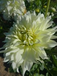 Jiřinka 'Saulélydis' - Dekorační jiřinky (Dahlia)