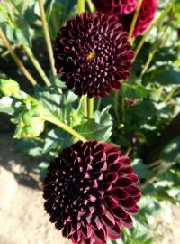 Jiřinka 'Natal' - Pomponkovité jiřinky (Dahlia)