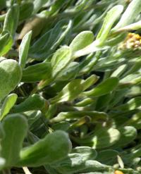 Smil - listy (Helichrysum basalticum)