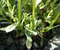 Smil - listy (Helichrysum aureum)