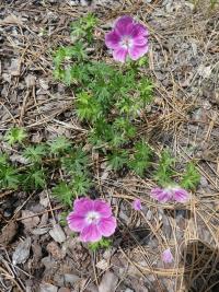 Kakost krvavý 'Elke' (Geranium sanguineum)