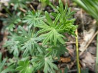 Kakost krvavý 'Elke' - list (Geranium sanguineum)