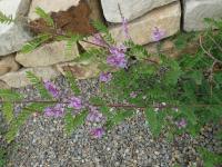 Indigovník (Indigofera dosua)