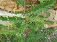 Indigovník - listy (Indigofera dosua)