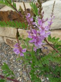 Indigovník (Indigofera dosua)