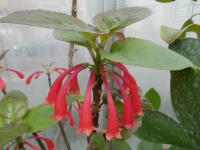 Dermatobotrys - větévka s květy (Dermatobotrys saundersii)