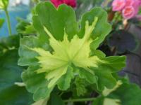 Pelargónie páskatá 'A Happy Thought' - list (Pelargonium zonale)