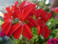 Pelargónie páskatá 'A Happy Thought' - květ (Pelargonium zonale)