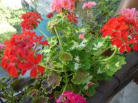 Pelargónie páskatá 'A Happy Thought' (Pelargonium zonale)