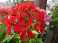 Pelargónie páskatá 'A Happy Thought' - květ (Pelargonium zonale)