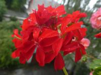 Pelargónie páskatá 'A Happy Thought' - květ (Pelargonium zonale)