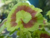 Pelargónie páskatá 'Mrs Quilter' - list (Pelargonium zonale)