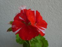 Pelargónie páskatá 'New Life' - květ (Pelargonium zonale)