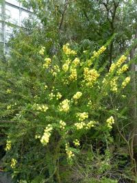Akácie (Acacia conferta)