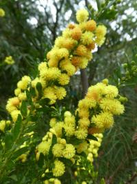 Akácie (Acacia conferta)