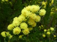 Akácie (Acacia conferta)