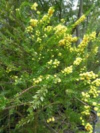 Akácie (Acacia conferta)