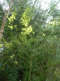 Akácie (Acacia perangusta)