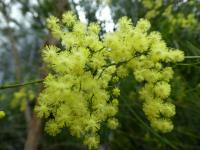 Akácie - květy (Acacia perangusta)