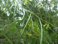 Akácie - list (Acacia perangusta)