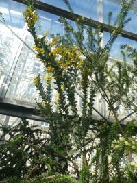 Akácie trojboká (Acacia cultriformis)